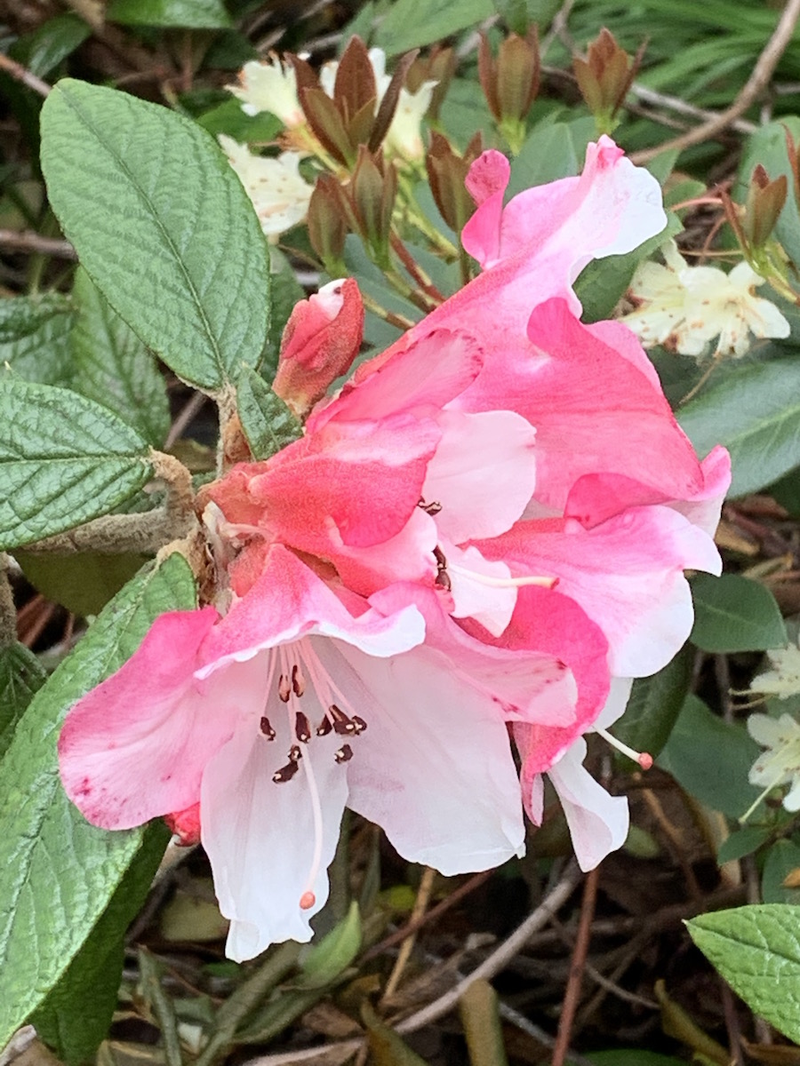 edgeworthii Deep Pink ex RBGE